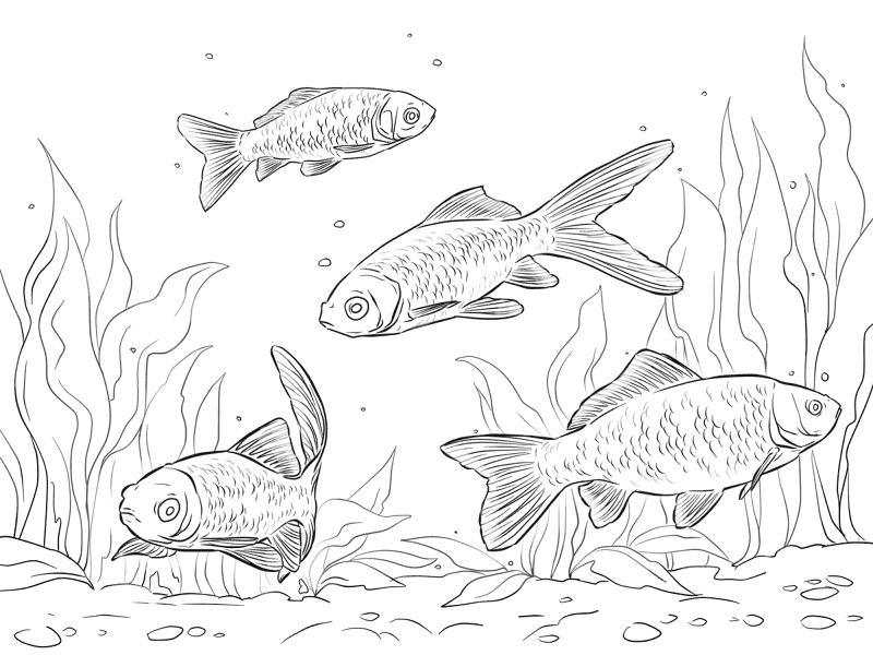 Desenho de Gracioso para colorir e imprimir: número 43