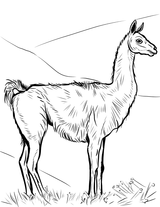 Desenho de Gracioso para colorir e imprimir: número 46
