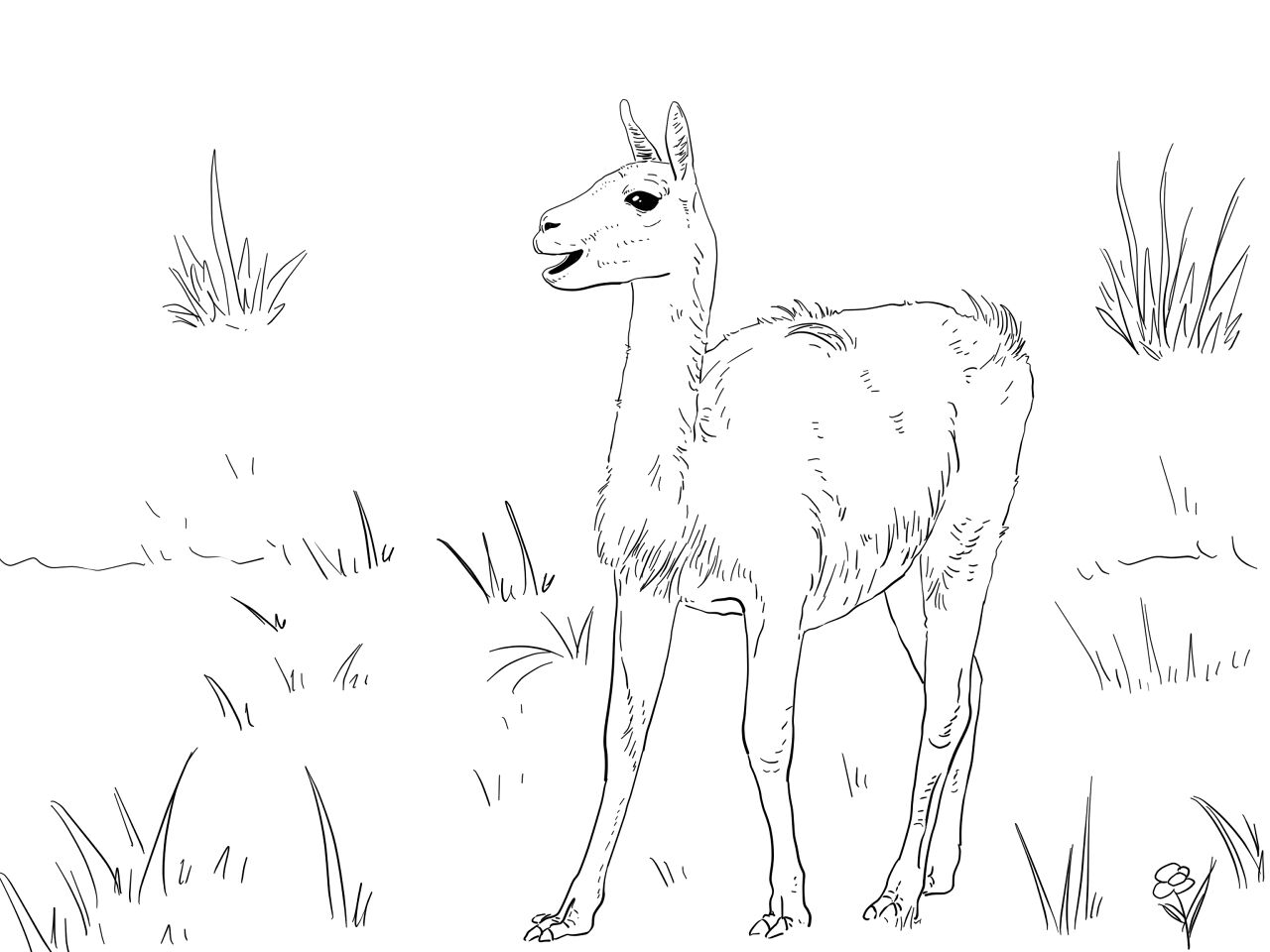 Desenho de Gracioso para colorir e imprimir: número 47