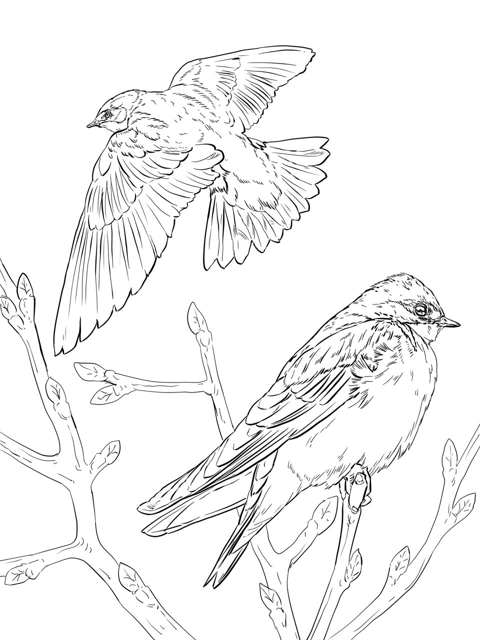 Desenho de Gracioso para colorir