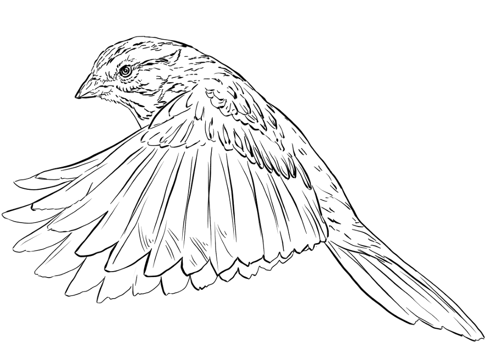 Desenho de Gracioso para colorir