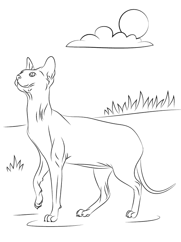 Desenho de Gracioso para colorir