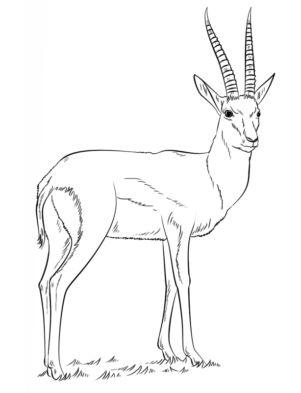 Desenho de Gracioso para colorir