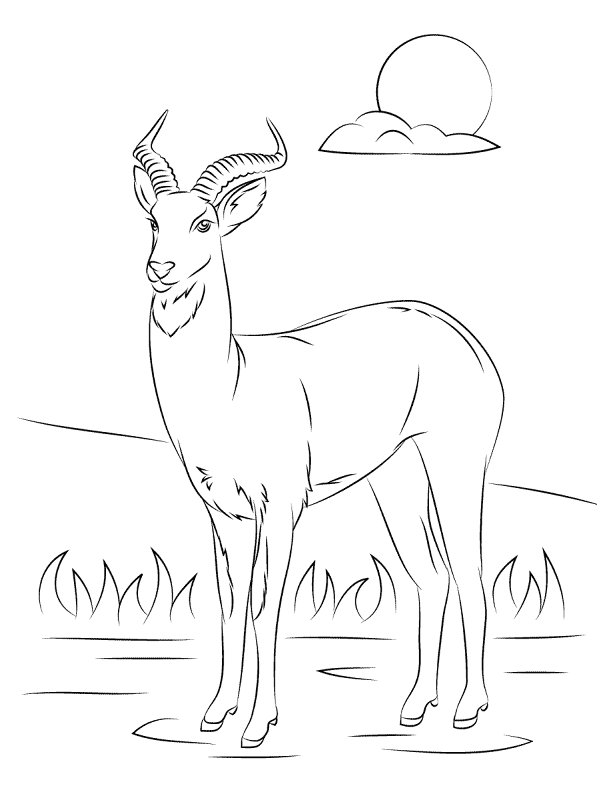 Desenho de Gracioso para colorir