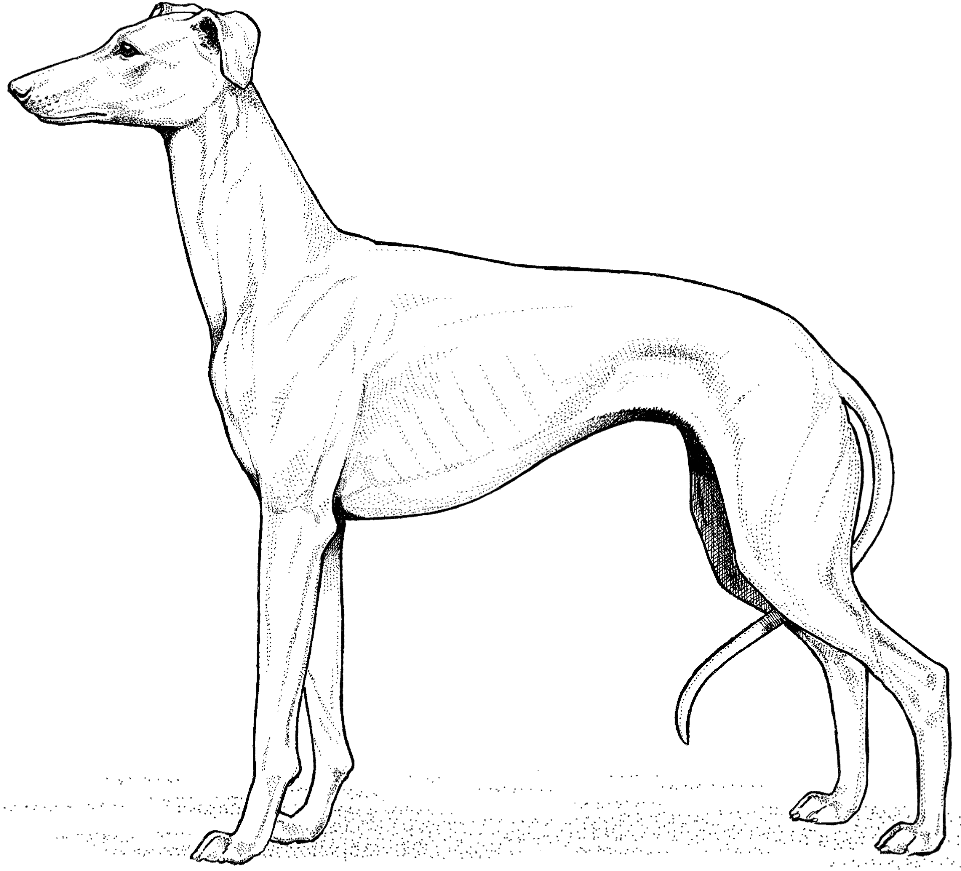Desenho de Gracioso para colorir