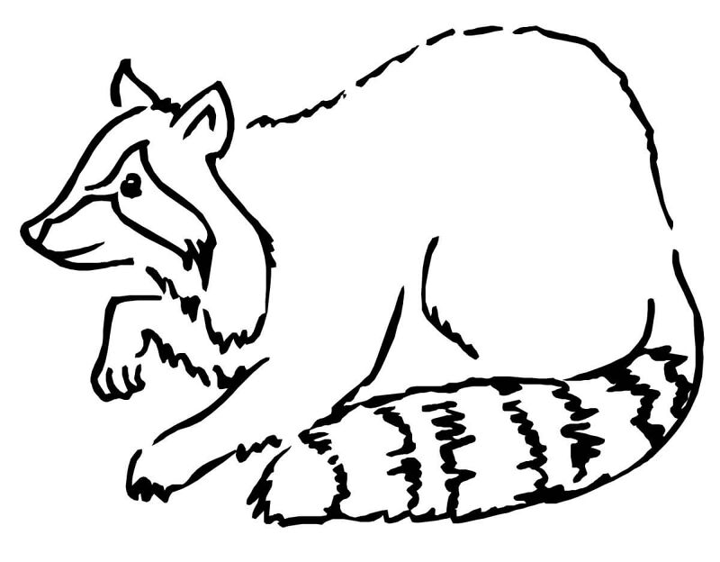 Desenho de Guaxinins para colorir e imprimir: número 13