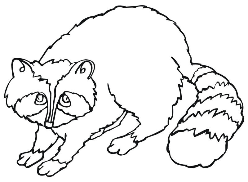 Desenho de Guaxinins para colorir e imprimir: número 14