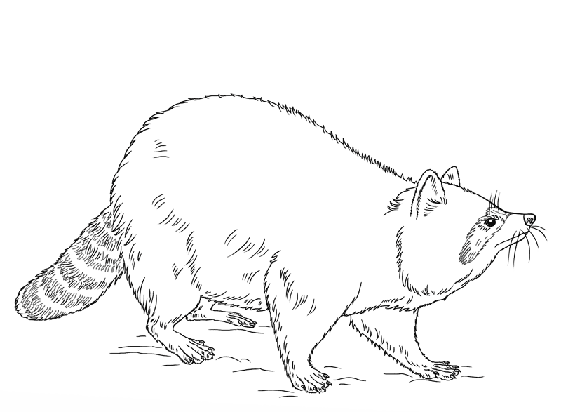 Desenho de Guaxinins para colorir e imprimir: número 15