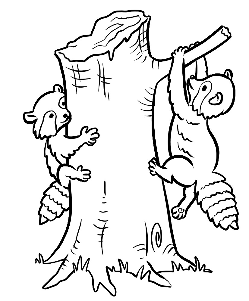 Desenho de Guaxinins para colorir e imprimir: número 21