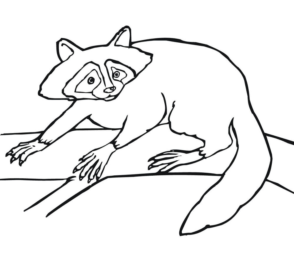 Desenho de Guaxinins para colorir e imprimir: número 37