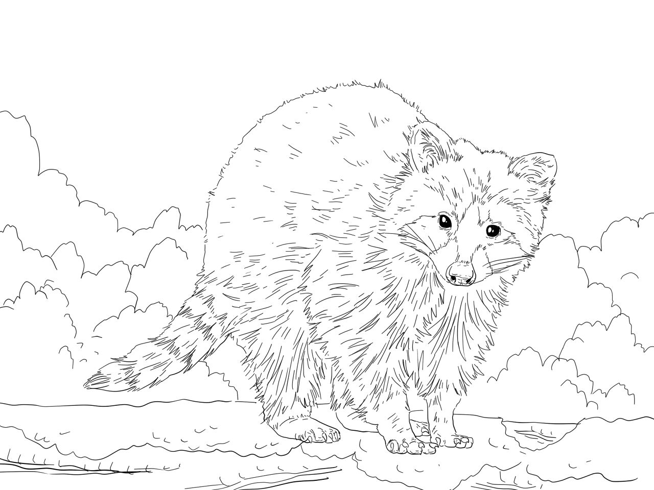 Desenho de Guaxinins para colorir e imprimir: número 41