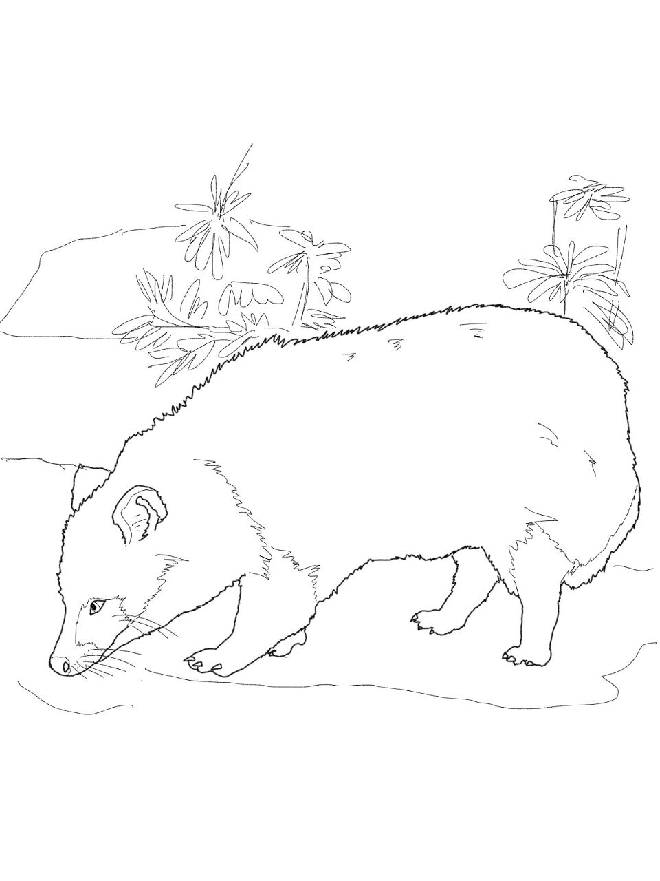Desenho de Guaxinins para colorir e imprimir: número 42