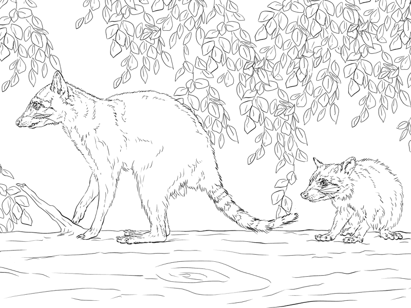 Desenho de Guaxinins para colorir e imprimir: número 43
