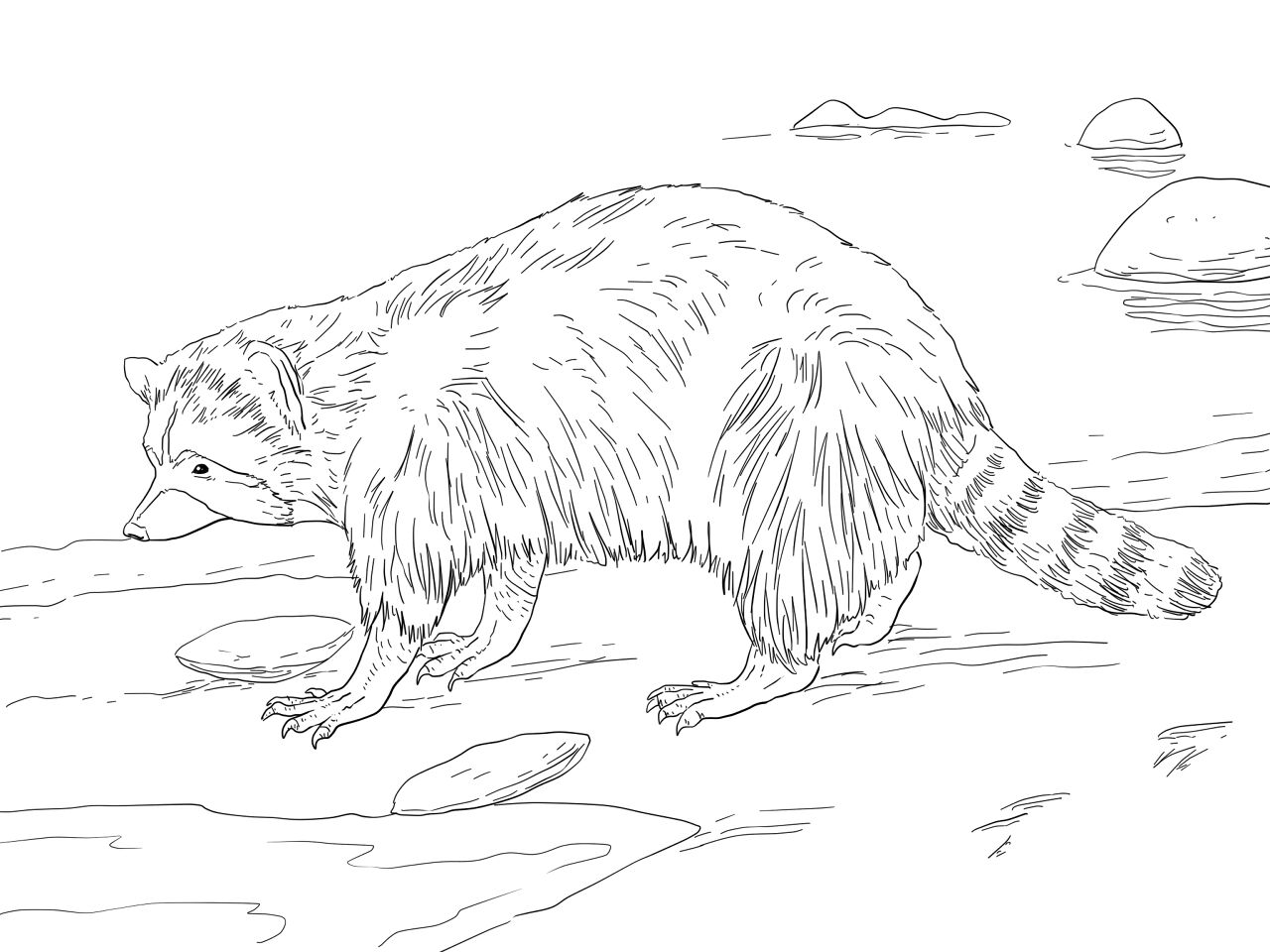 Desenho de Guaxinins para colorir e imprimir: número 44