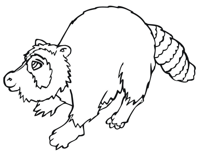 Desenho de Guaxinins para colorir e imprimir: número 45