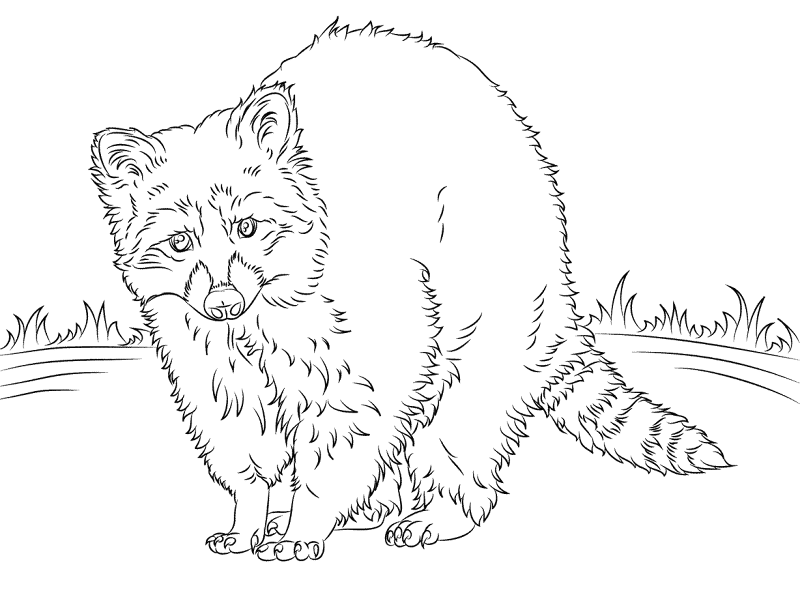 Desenho de Guaxinins para colorir e imprimir: número 46