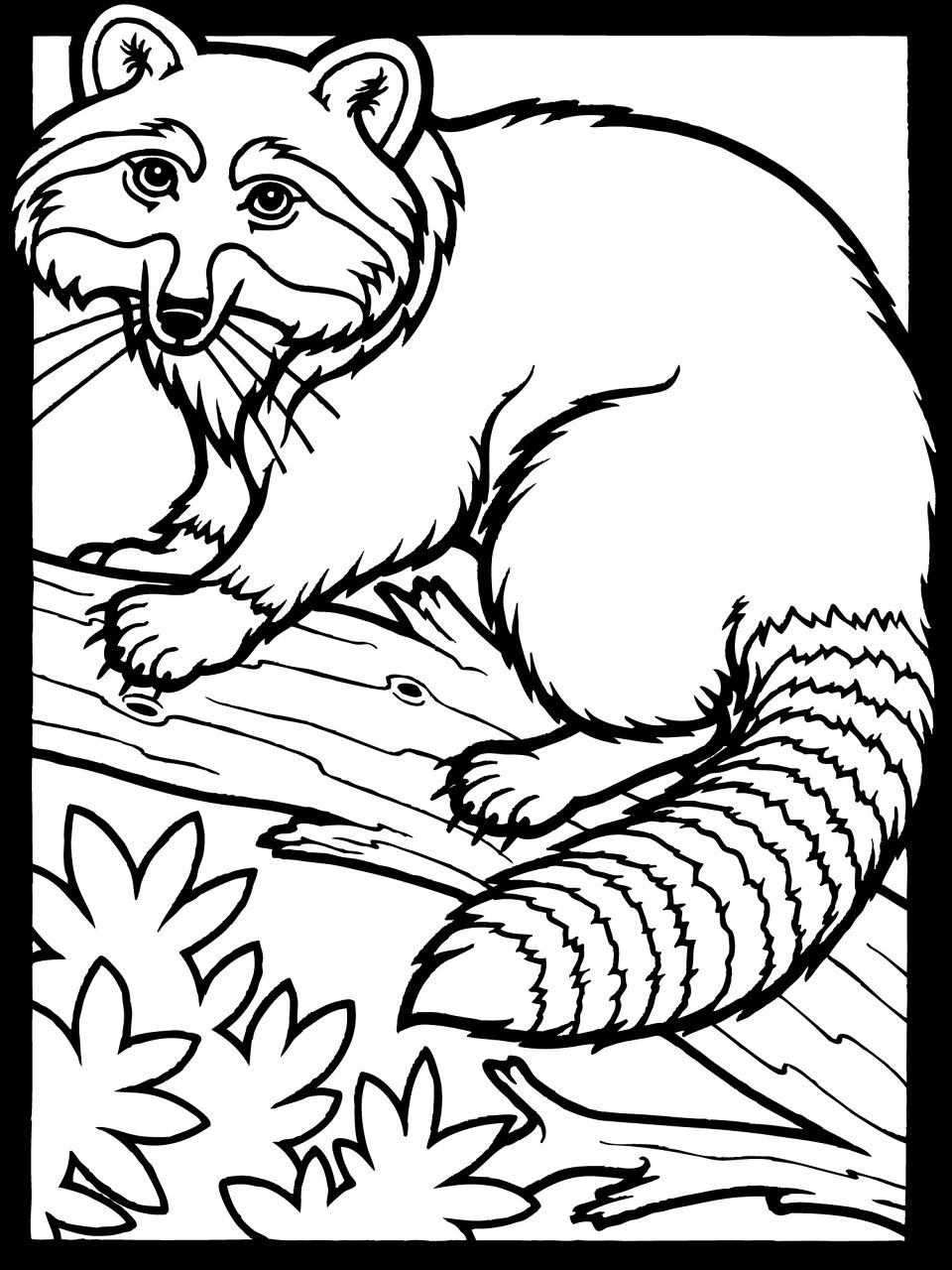 Desenho de Guaxinins para colorir e imprimir: número 47