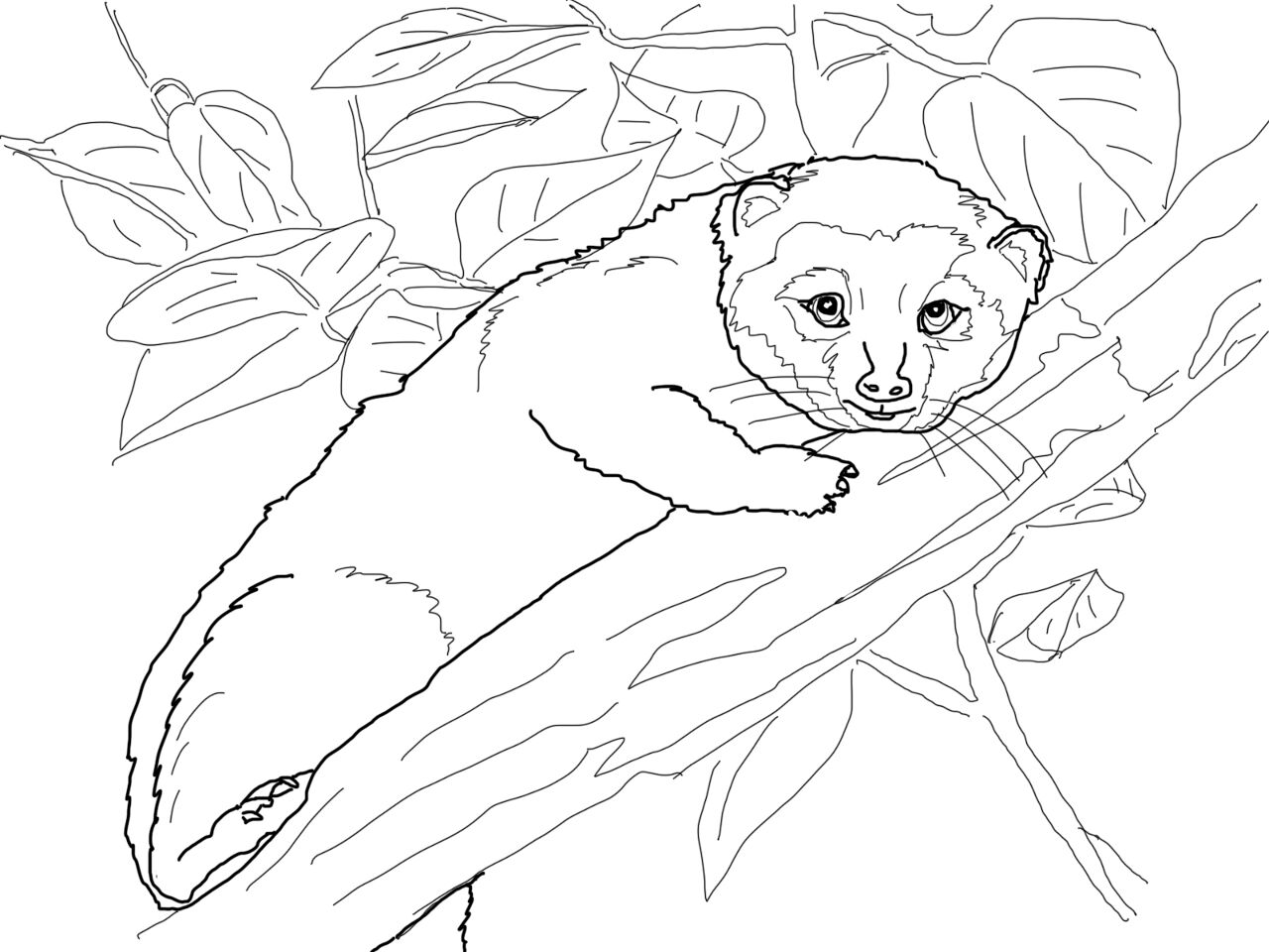 Desenho de Guaxinins para colorir e imprimir: número 48