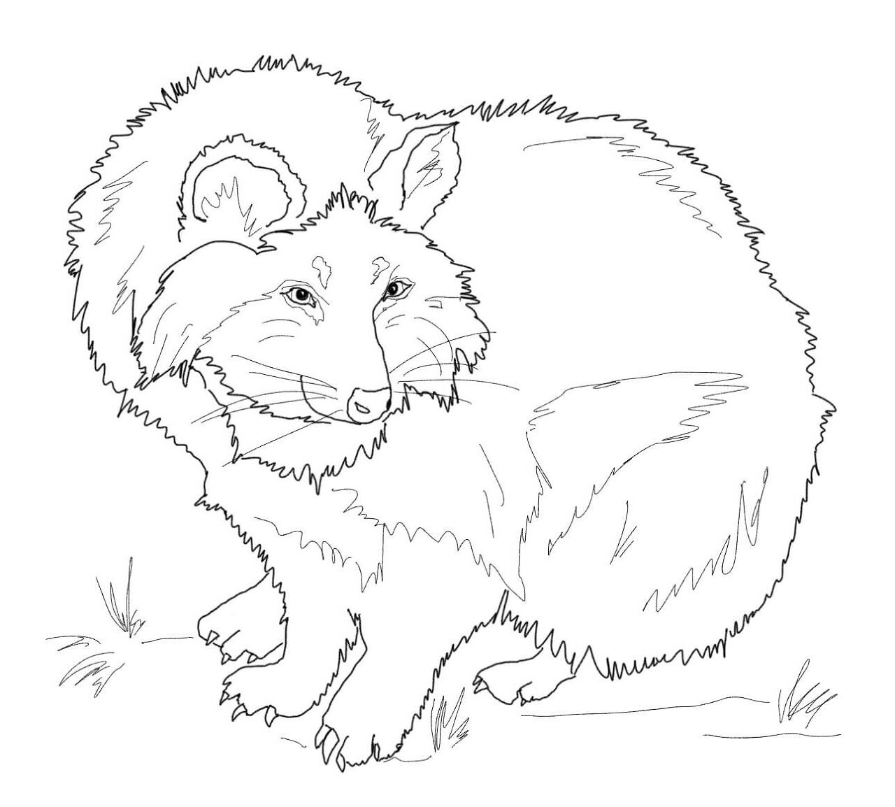 Desenho de Guaxinins para colorir