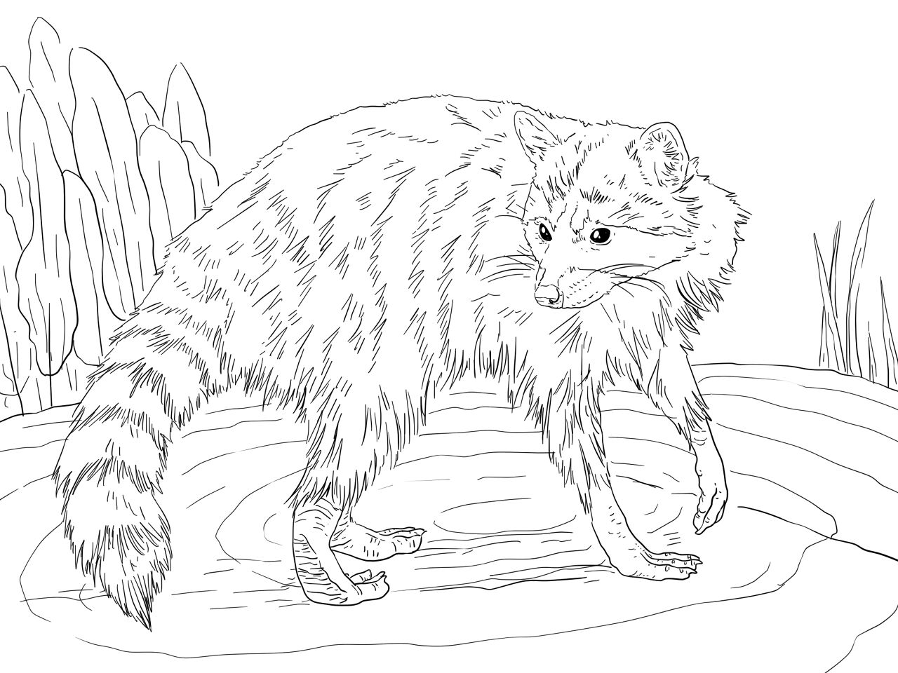 Desenho de Guaxinins para colorir