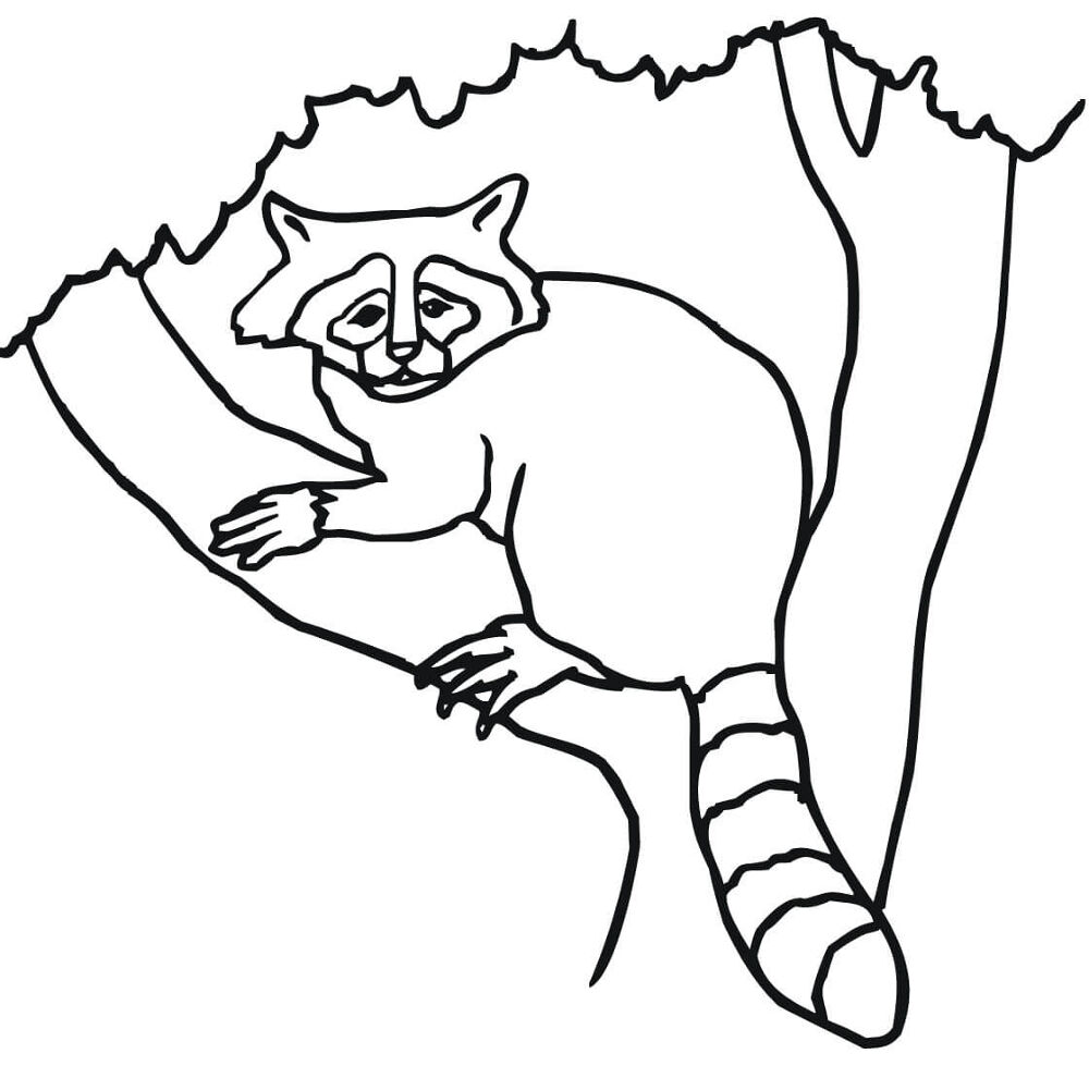Desenho de Guaxinins para colorir