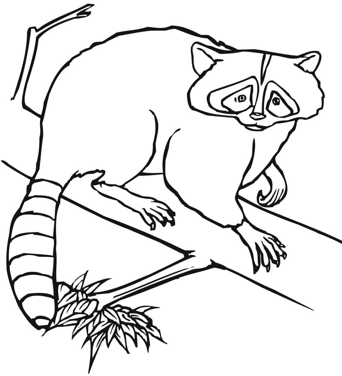 Desenho de Guaxinins para colorir