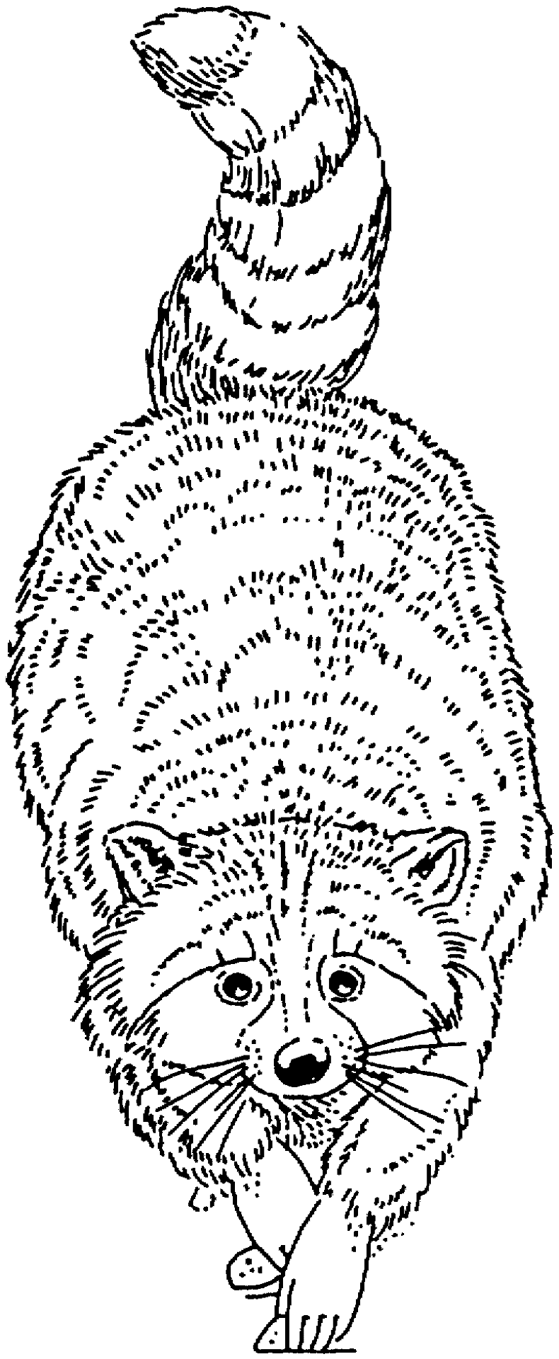 Desenho de Guaxinins para colorir