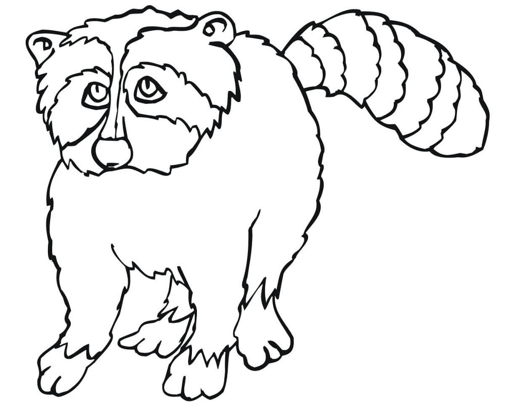 Desenho de Guaxinins para colorir