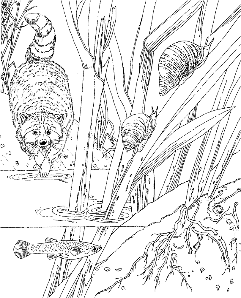 Desenho de Guaxinins para colorir