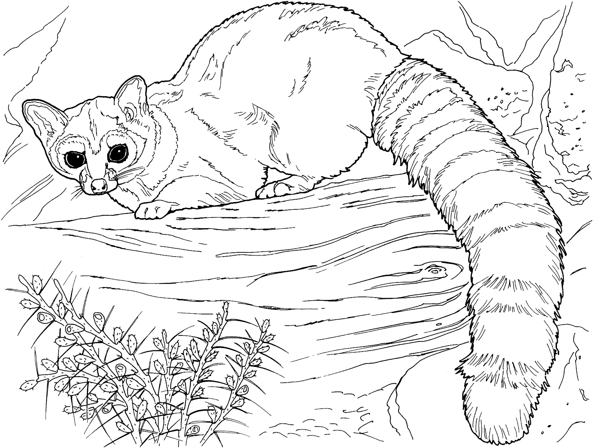 Desenho de Guaxinins para colorir