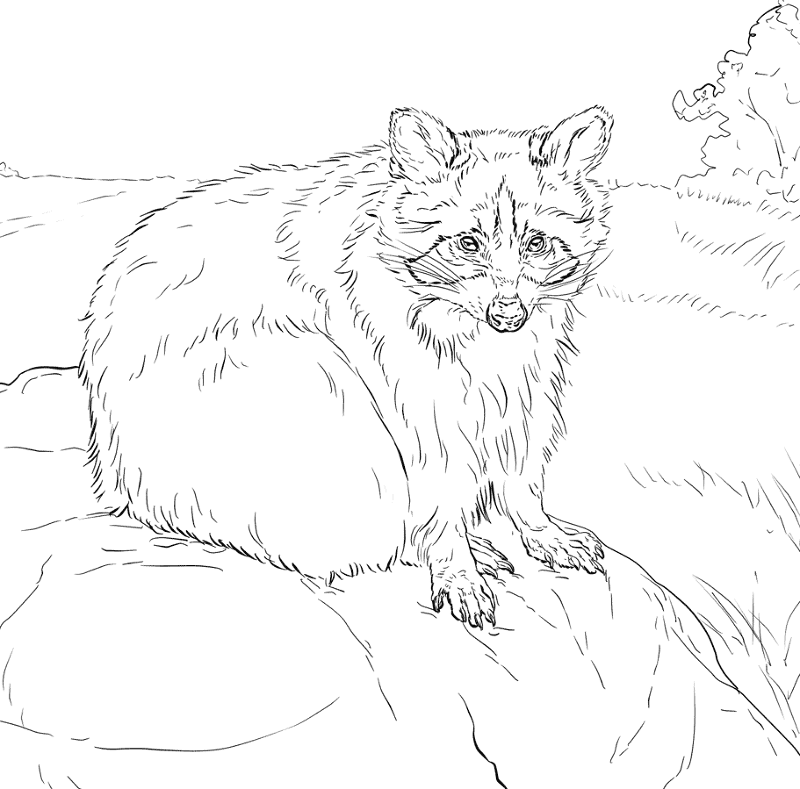 Desenho de Guaxinins para colorir