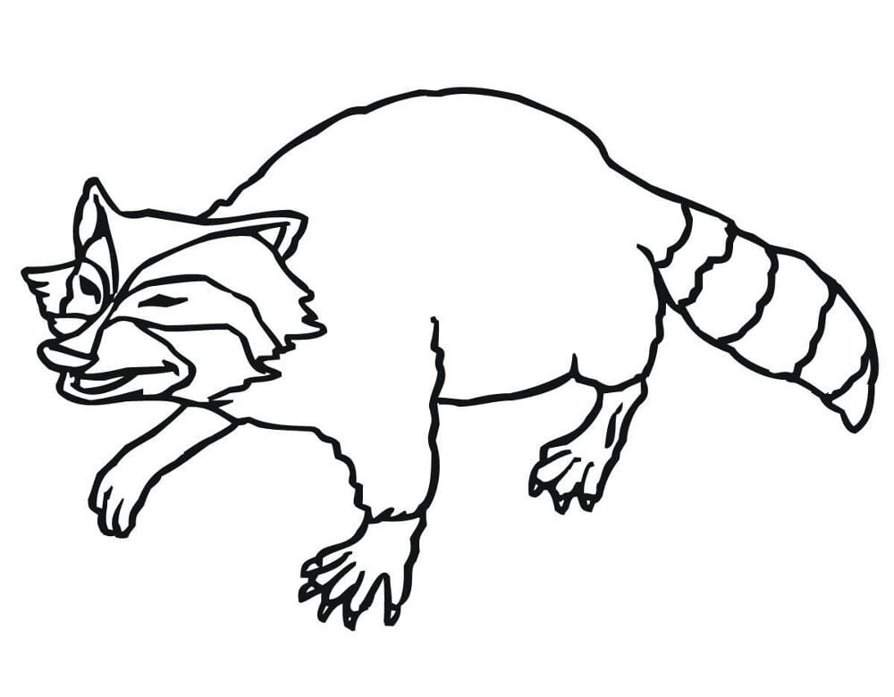 Desenho de Guaxinins para colorir