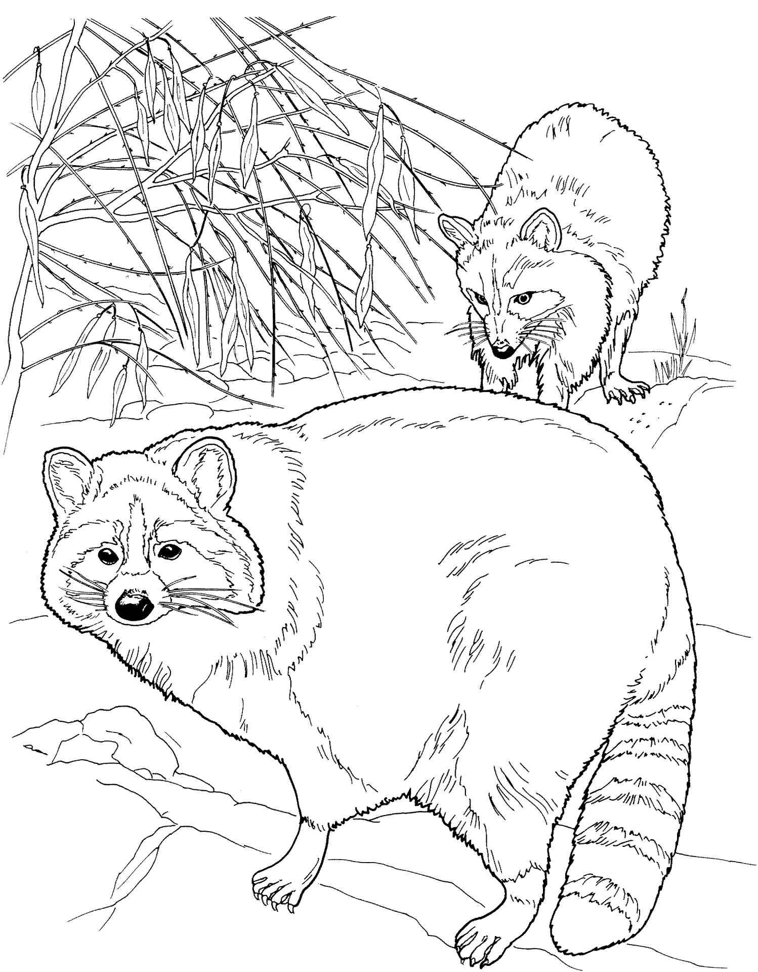 Desenho de Guaxinins para colorir
