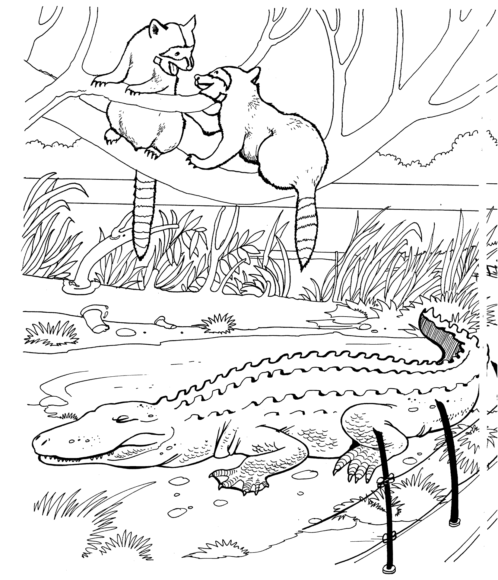 Desenho de Guaxinins para colorir