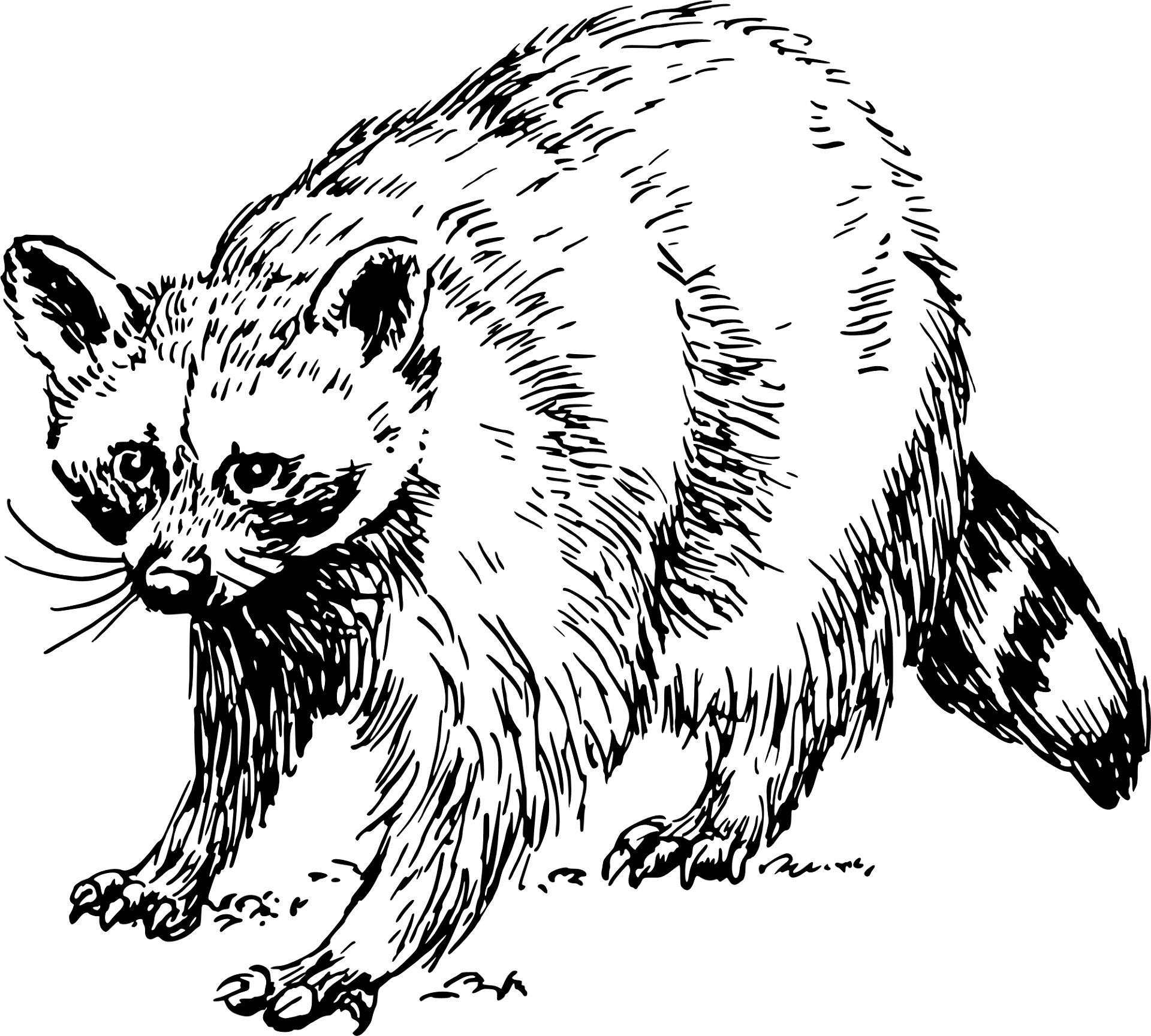 Desenho de Guaxinins para colorir