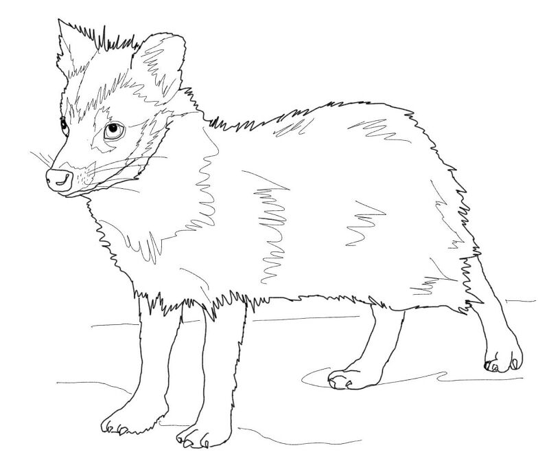 Desenho de Guaxinins para colorir