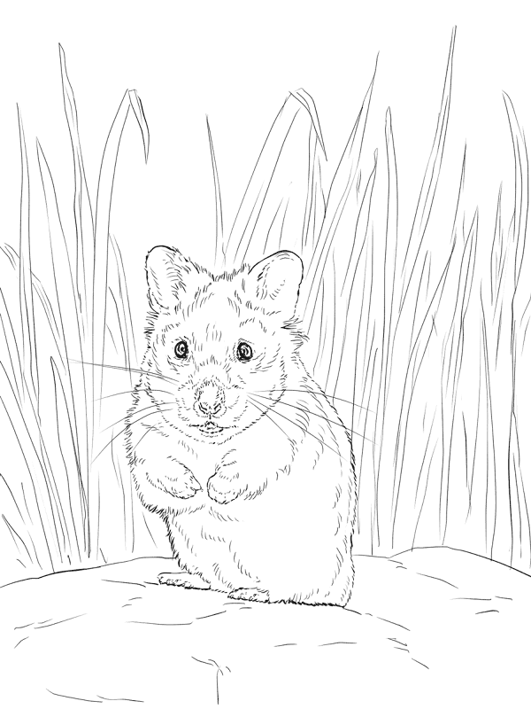 Desenho de Hamsters para colorir e imprimir: número 9