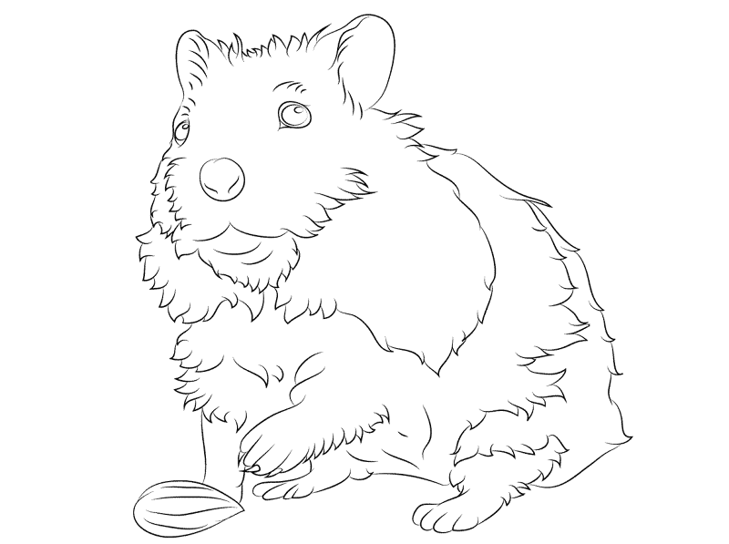 Desenho de Hamsters para colorir e imprimir: número 23