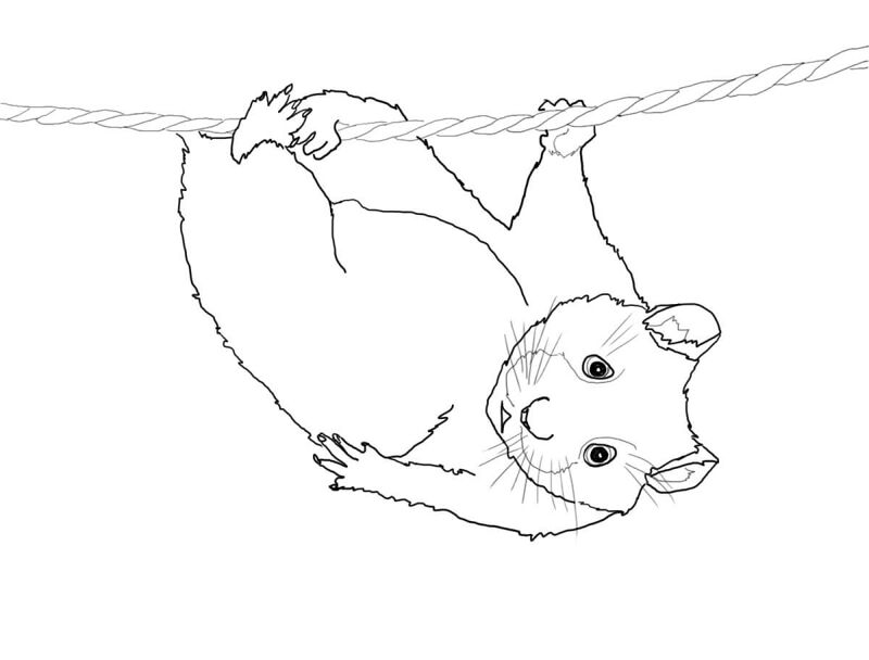 Desenho de Hamsters para colorir e imprimir: número 24