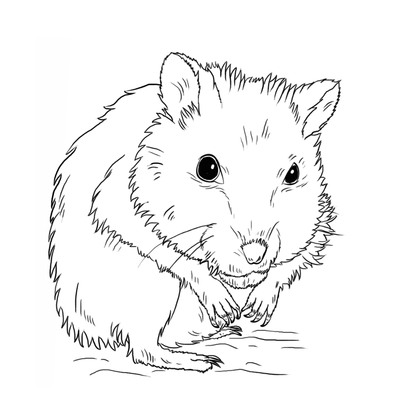 Desenho de Hamsters para colorir e imprimir: número 25