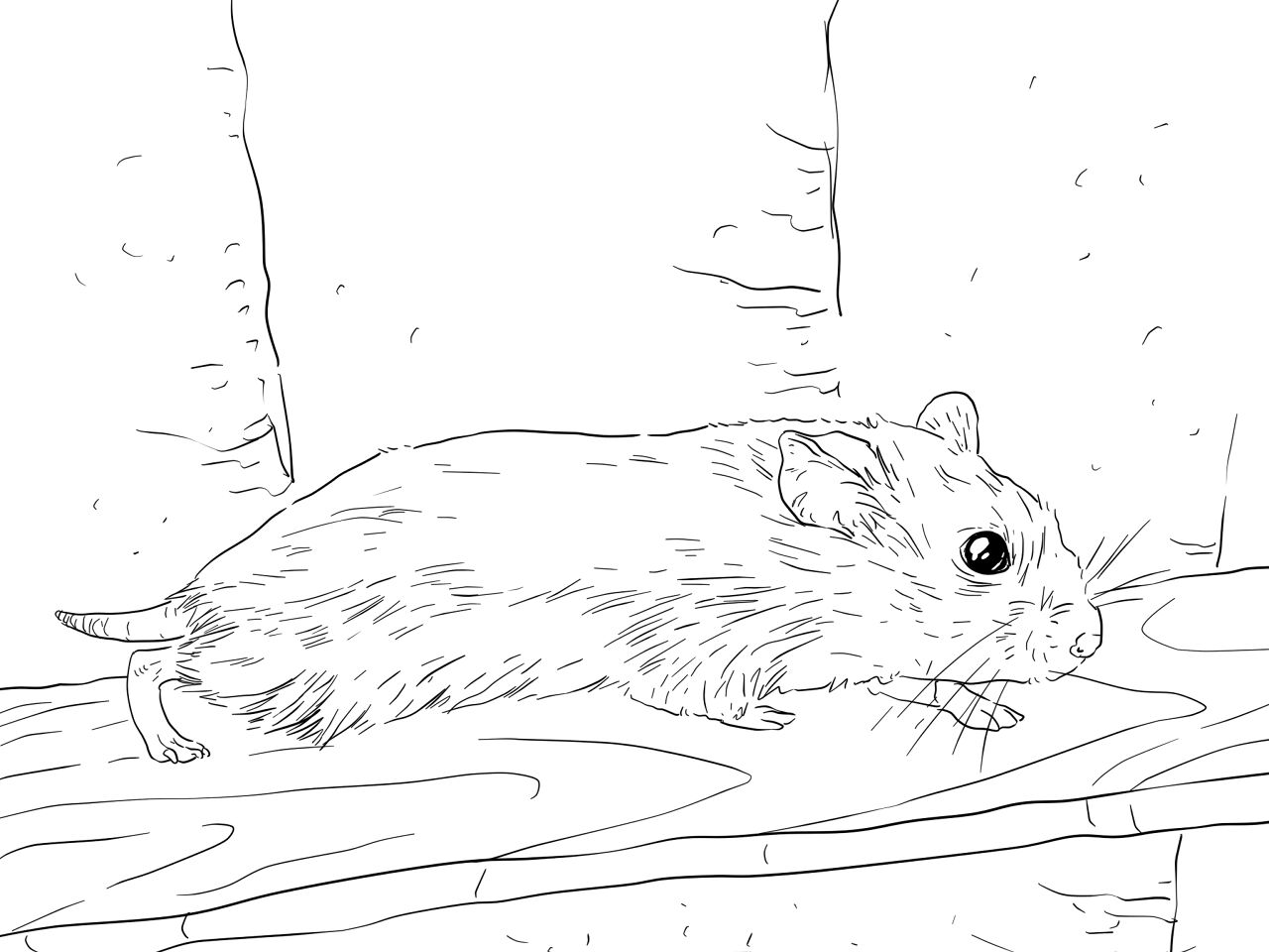Desenho de Hamsters para colorir e imprimir: número 33