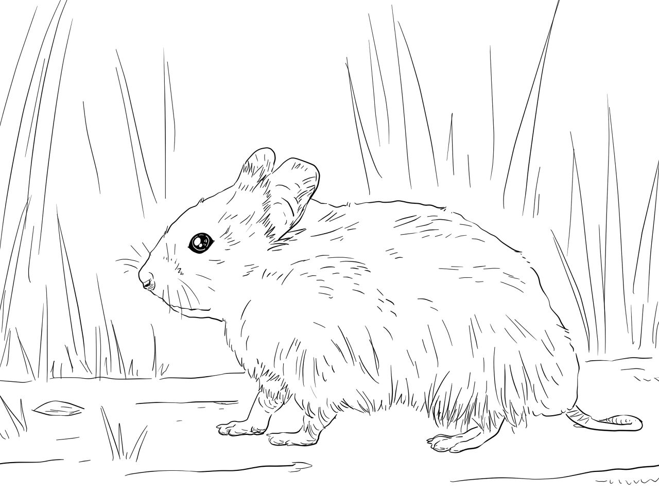 Desenho de Hamsters para colorir e imprimir: número 35