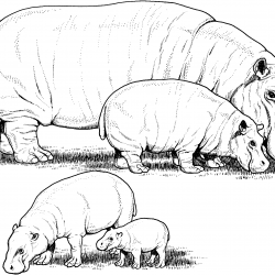 Desenho de Hipopotamo para colorir e imprimir: número 21