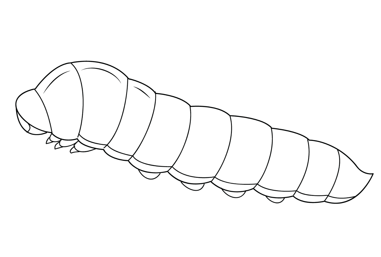 Desenho de Insetos para colorir e imprimir: número 5