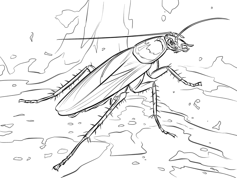 Desenho de Insetos para colorir e imprimir: número 6