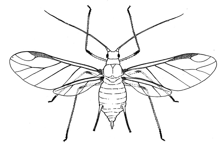 Desenho de Insetos para colorir e imprimir: número 7