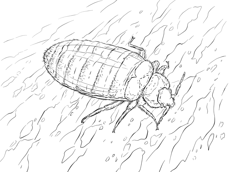 Desenho de Insetos para colorir e imprimir: número 8