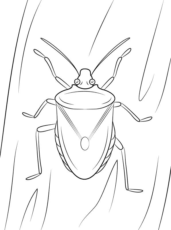 Desenho de Insetos para colorir e imprimir: número 12