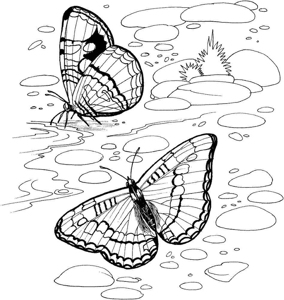 Desenho de Insetos para colorir e imprimir: número 16