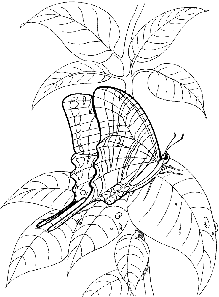 Desenho de Insetos para colorir e imprimir: número 17